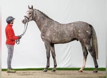 KWPN, Stallion, 2 years, Gray