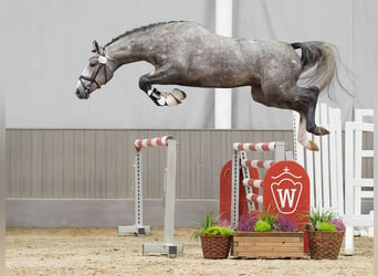 KWPN, Stallion, 2 years, Gray