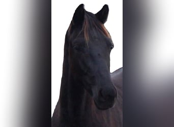 KWPN, Stallion, 2 years, Smoky-Black