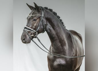 KWPN, Stallion, 2 years, Smoky-Black