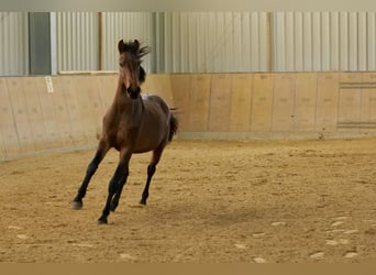KWPN, Stallion, 3 years, 14.1 hh, Brown