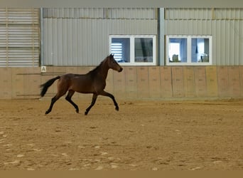 KWPN, Stallion, 3 years, 14.1 hh, Brown