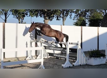 KWPN, Stallion, 3 years, 14.1 hh, Smoky-Black