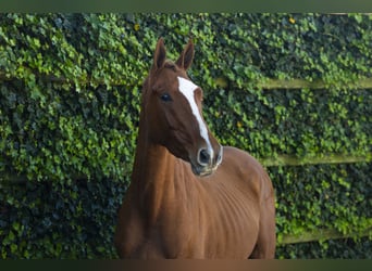 KWPN, Stallion, 3 years, 15.1 hh, Chestnut-Red