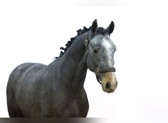 KWPN, Stallion, 3 years, 15,1 hh, Gray