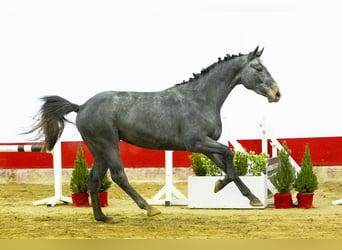 KWPN, Stallion, 3 years, 15,1 hh, Gray