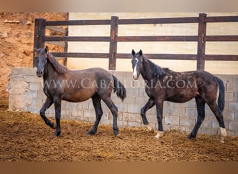 KWPN, Stallion, 3 years, 15.2 hh, Black