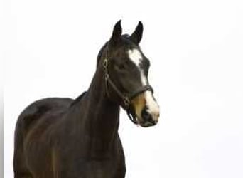 KWPN, Stallion, 3 years, 15,2 hh, Brown