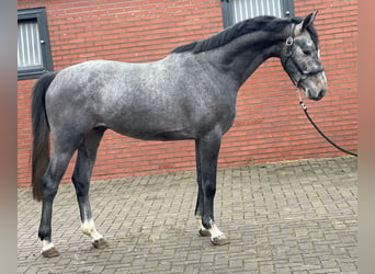 KWPN, Stallion, 3 years, 15.2 hh, Gray