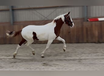 KWPN, Stallion, 3 years, 15.2 hh, Pinto