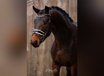 KWPN, Stallion, 3 years, 15,3 hh, Brown