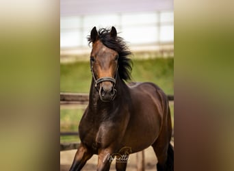 KWPN, Stallion, 3 years, 15,3 hh, Brown