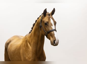 KWPN, Stallion, 3 years, 15,3 hh, Chestnut-Red