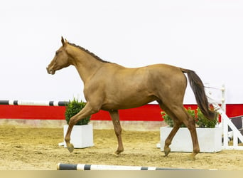 KWPN, Stallion, 3 years, 15,3 hh, Chestnut-Red