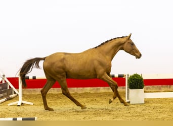 KWPN, Stallion, 3 years, 15,3 hh, Chestnut-Red