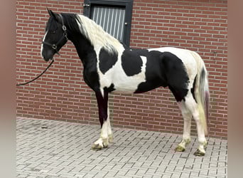 KWPN, Stallion, 3 years, 15.3 hh, Pinto KWPN, Stallion, 3 years, 15.3 hh, Pinto