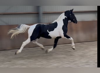 KWPN, Stallion, 3 years, 15.3 hh, Pinto KWPN, Stallion, 3 years, 15.3 hh, Pinto