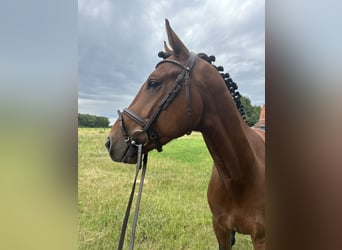 KWPN, Stallion, 3 years, 15,2 hh, Brown-Light