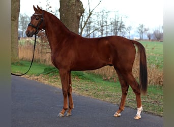KWPN, Stallion, 3 years, 15,2 hh, Chestnut-Red