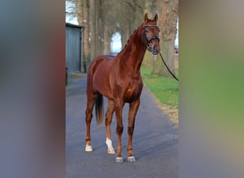 KWPN, Stallion, 3 years, 15,2 hh, Chestnut-Red
