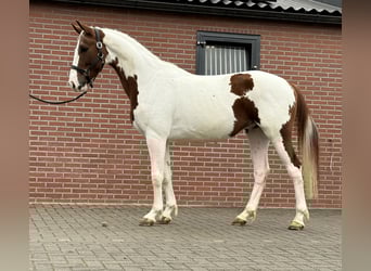 KWPN, Stallion, 3 years, 15,2 hh, Pinto