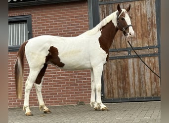 KWPN, Stallion, 3 years, 15,2 hh, Pinto