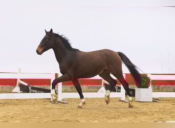 KWPN, Stallion, 3 years, 15,3 hh