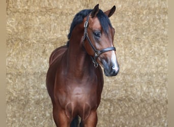 KWPN, Stallion, 3 years, 16.1 hh, Bay-Dark