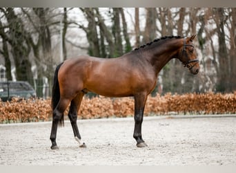 KWPN, Stallion, 3 years, 16.1 hh, Bay-Dark