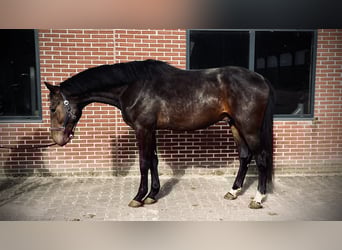 KWPN, Stallion, 3 years, 16.1 hh, Bay-Dark