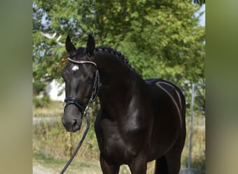 KWPN, Stallion, 3 years, 16.1 hh, Black
