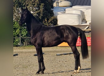 KWPN, Stallion, 3 years, 16.1 hh, Black
