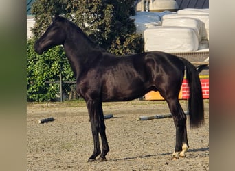 KWPN, Stallion, 3 years, 16.1 hh, Black