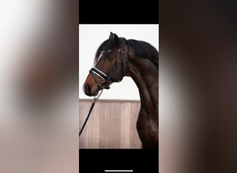 KWPN, Stallion, 3 years, 16.1 hh, Brown