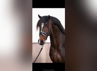 KWPN, Stallion, 3 years, 16.1 hh, Brown