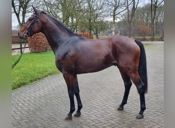 KWPN, Stallion, 3 years, 16,1 hh, Brown