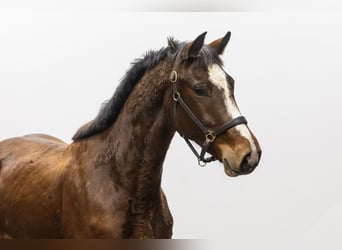 KWPN, Stallion, 3 years, 16,1 hh, Brown