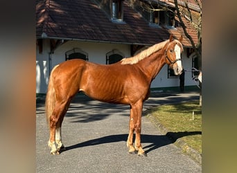 KWPN, Stallion, 3 years, 16,1 hh, Chestnut-Red