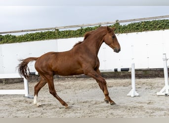 KWPN, Stallion, 3 years, 16.1 hh, Chestnut-Red