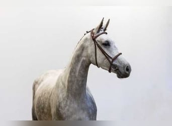 KWPN, Stallion, 3 years, 16.1 hh, Chestnut-Red