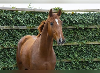 KWPN, Stallion, 3 years, 16.1 hh, Chestnut-Red