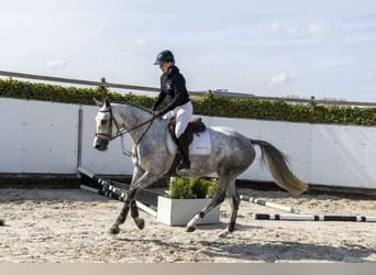 KWPN, Stallion, 3 years, 16.1 hh, Chestnut-Red
