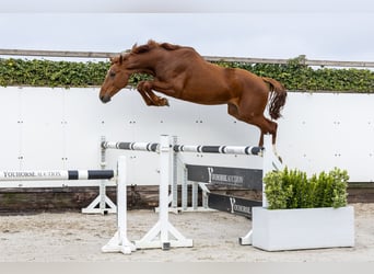 KWPN, Stallion, 3 years, 16.1 hh, Chestnut-Red