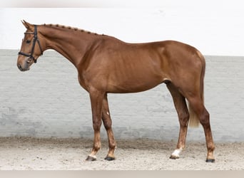 KWPN, Stallion, 3 years, 16.1 hh, Chestnut