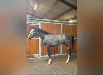 KWPN, Stallion, 3 years, 16.1 hh, Grey-Dark-Tan