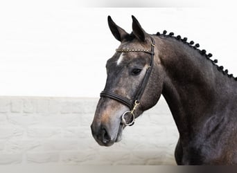 KWPN, Stallion, 3 years, 16.1 hh