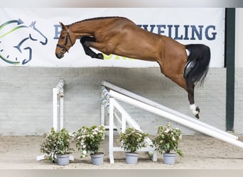 KWPN, Stallion, 3 years, 16.1 hh