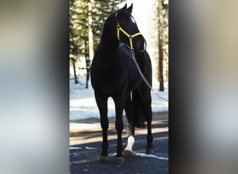 KWPN, Stallion, 3 years, 16,2 hh, Bay-Dark