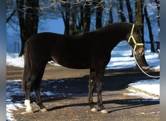 KWPN, Stallion, 3 years, 16,2 hh, Bay-Dark