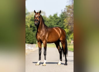 KWPN, Stallion, 3 years, 16,2 hh, Bay